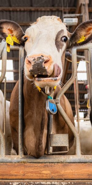 Kuh Portrait frontal