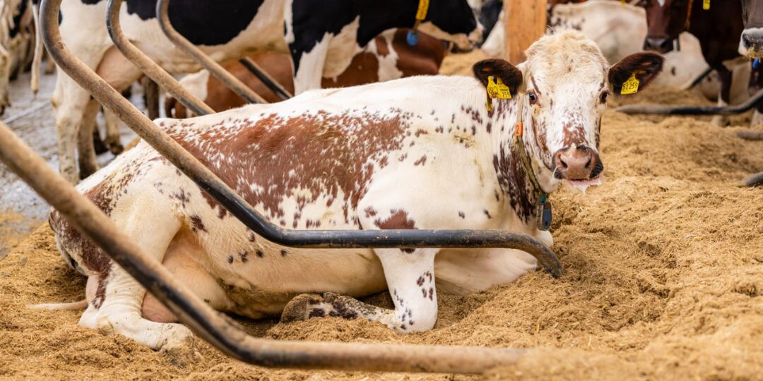 VKKD_quer_Kuh_liegend