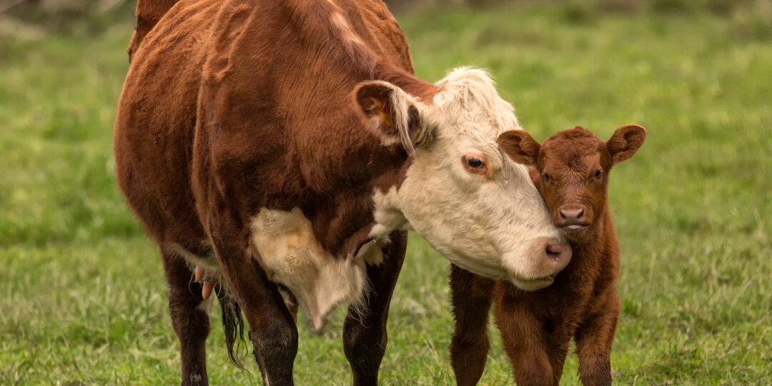 MUTTERKUHTAGE Echemer Veranstaltung
